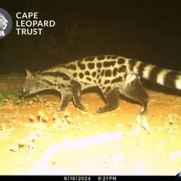 Large-spotted genet